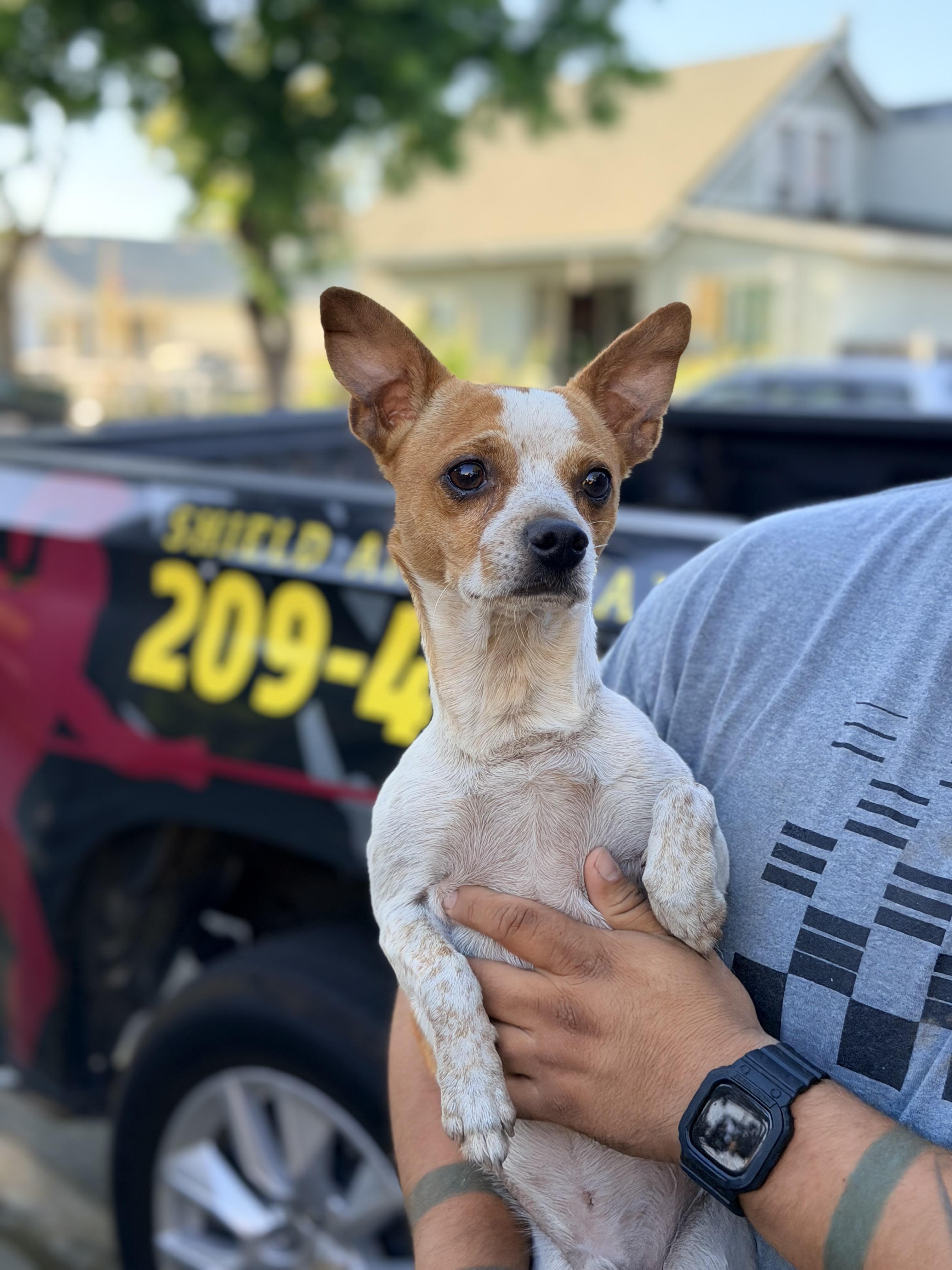 Ozzy , a ADOPTABLE mixed breed in Lodi, CA image 6/6