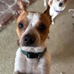 Ozzy , ADOPTABLE, Puppy Male Chihuahua.