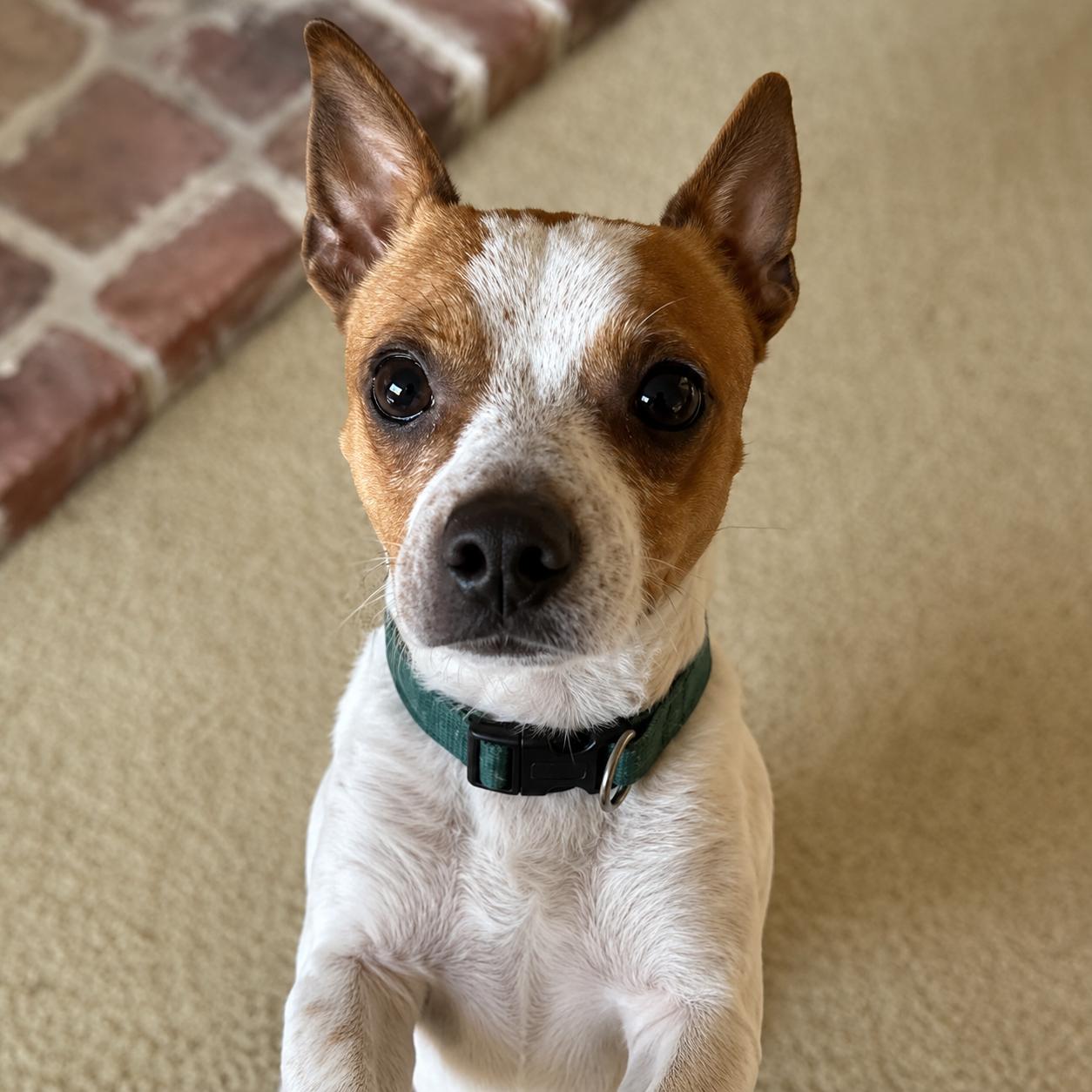 Enlarge Ozzy , a ADOPTABLE mixed breed in Lodi, CA image 3/6