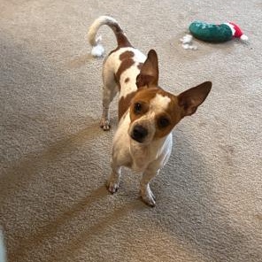 Enlarge Ozzy , a ADOPTABLE mixed breed in Lodi, CA image 6/6