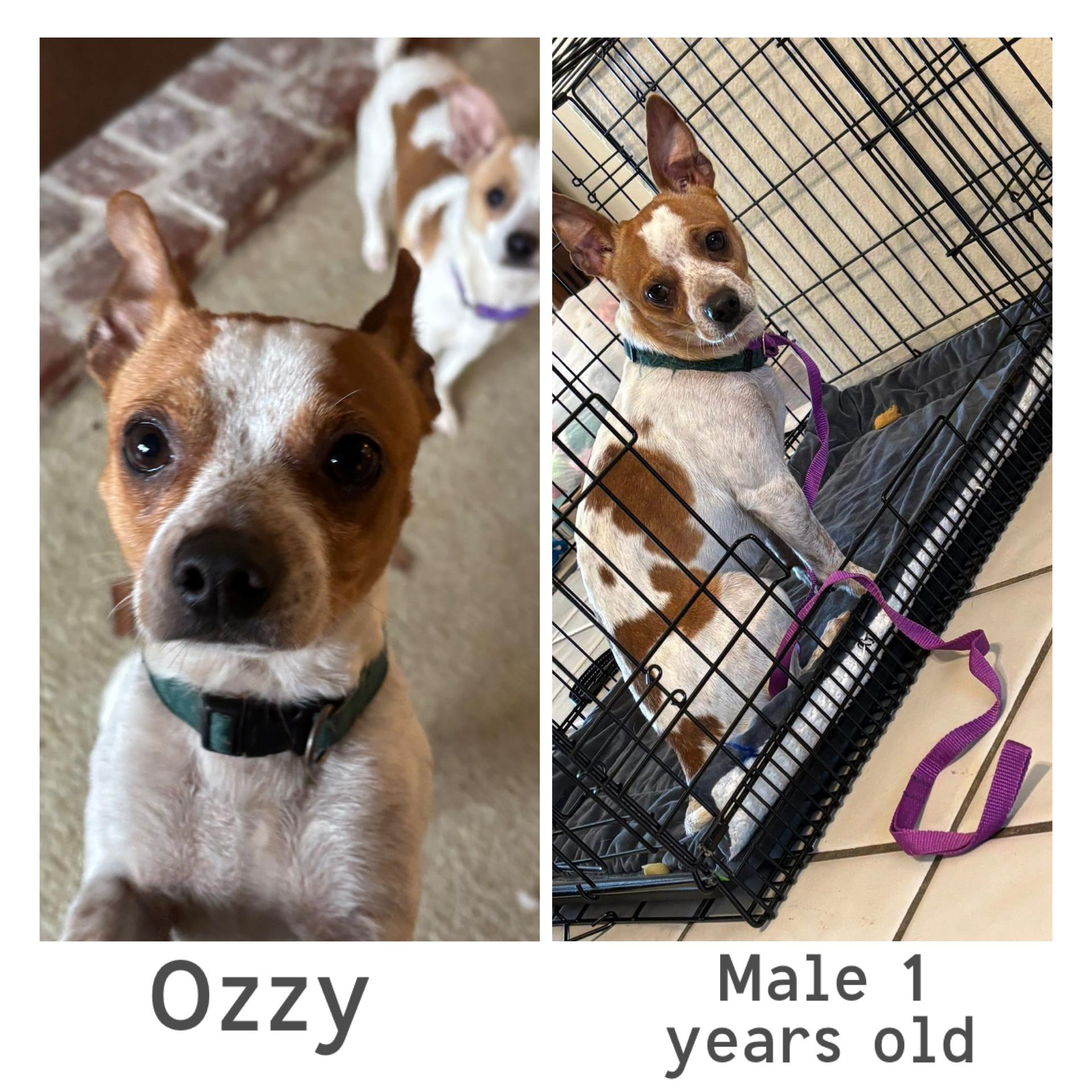 Enlarge Ozzy , a ADOPTABLE mixed breed in Lodi, CA image 2/6