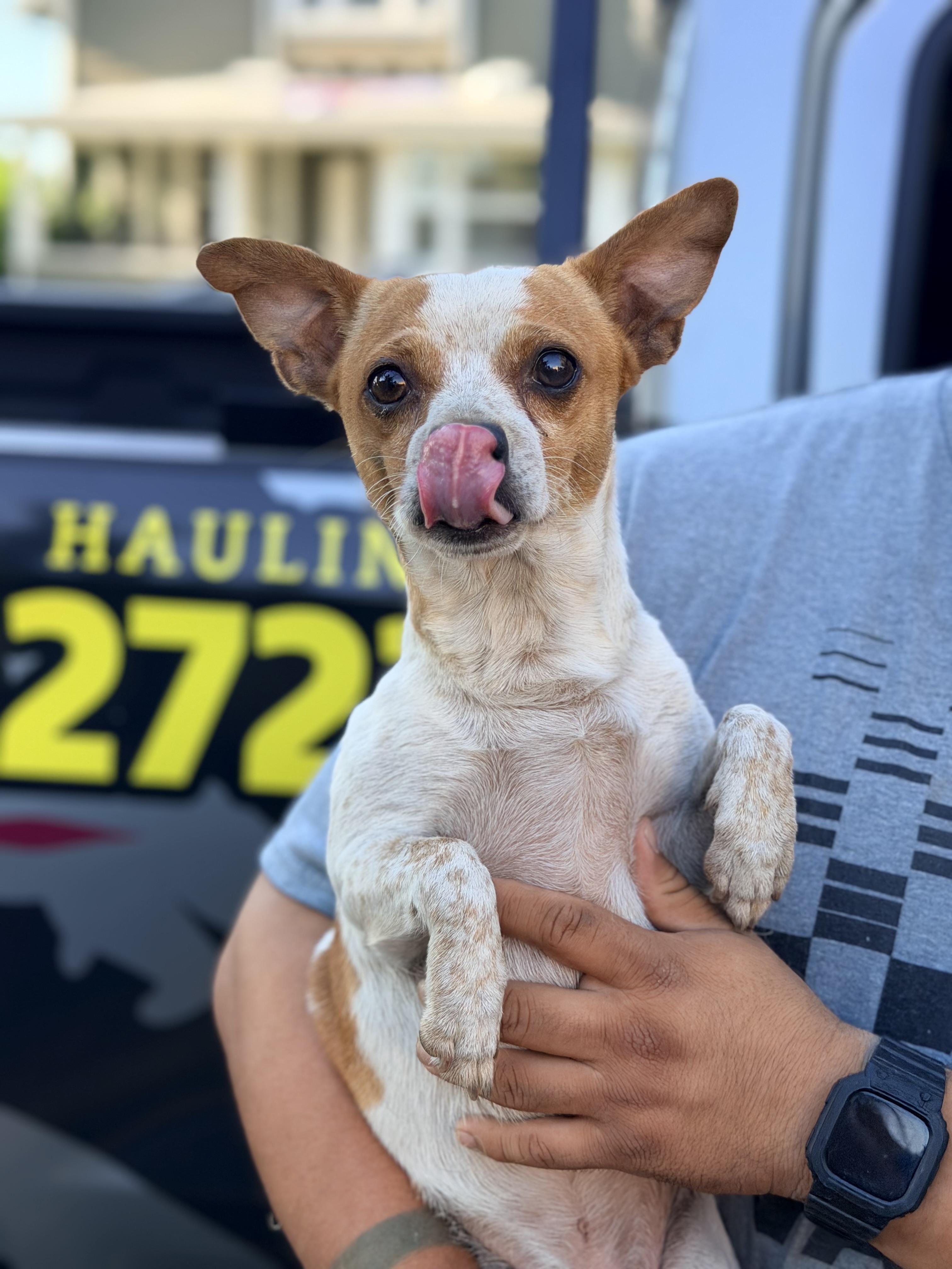 Ozzy , a ADOPTABLE mixed breed in Lodi, CA image 4/6