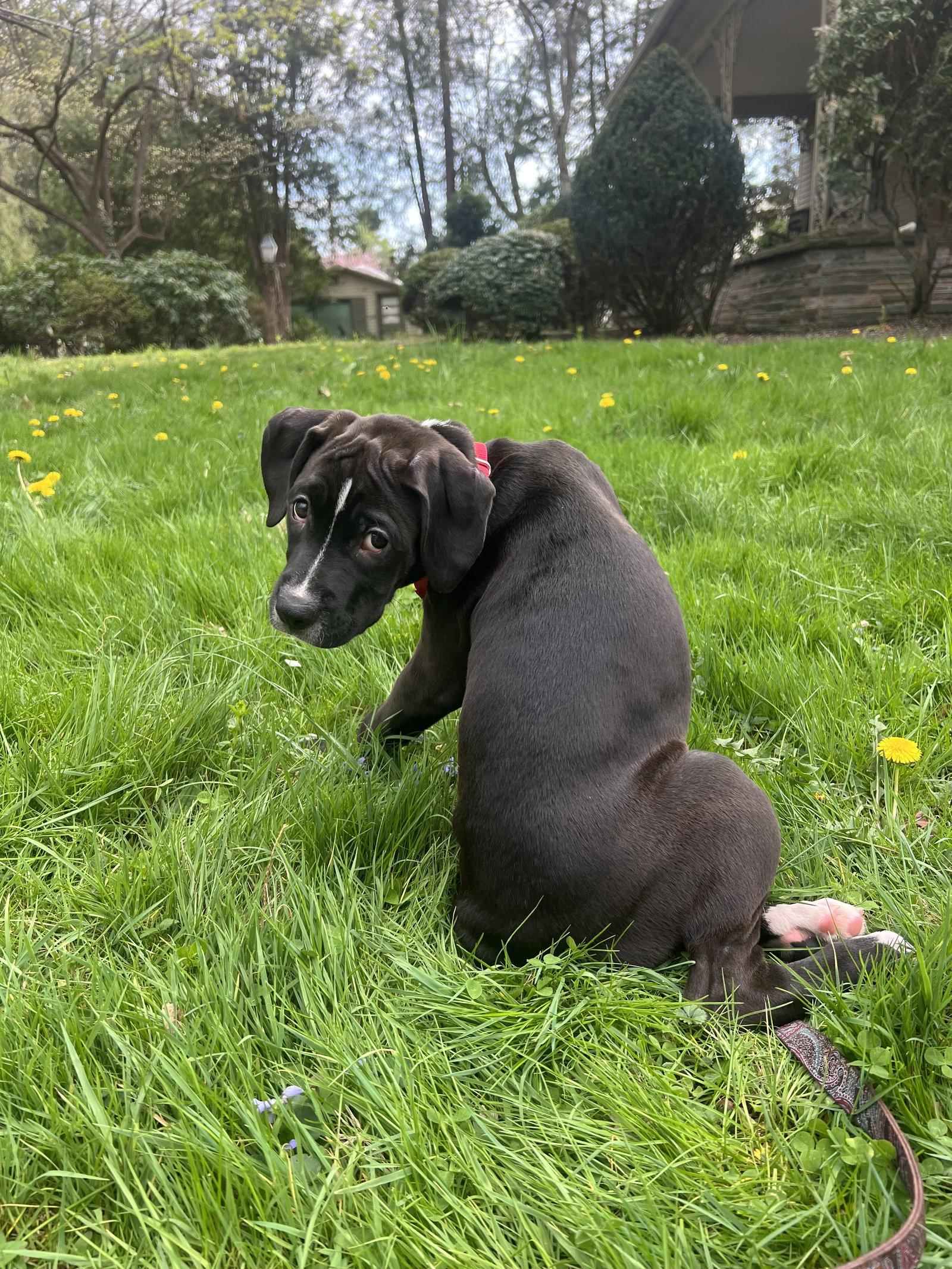 Pasta: Gnocci, Adoptable, Puppy Female Boxer.