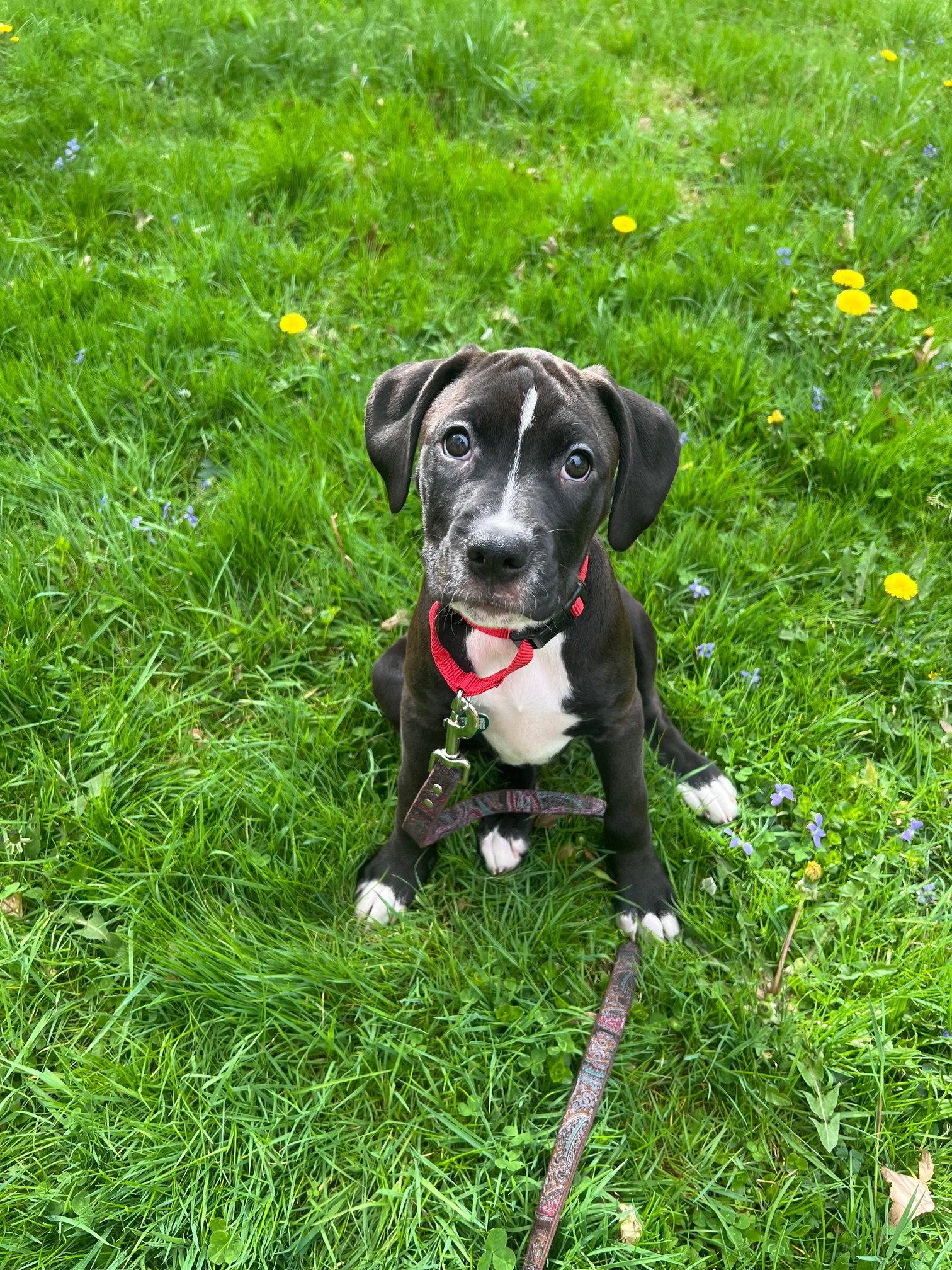Enlarge Pasta: Gnocci, a Adoptable Boxer in Berwick, PA image 2/2
