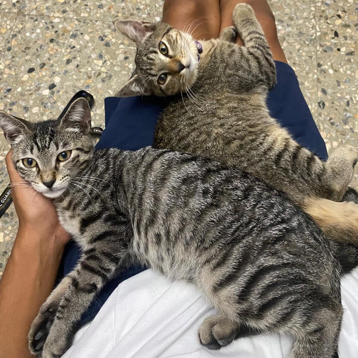 Enlarge Teddy & Luka, a Adoptable Tabby in Annapolis, MD image 6/6