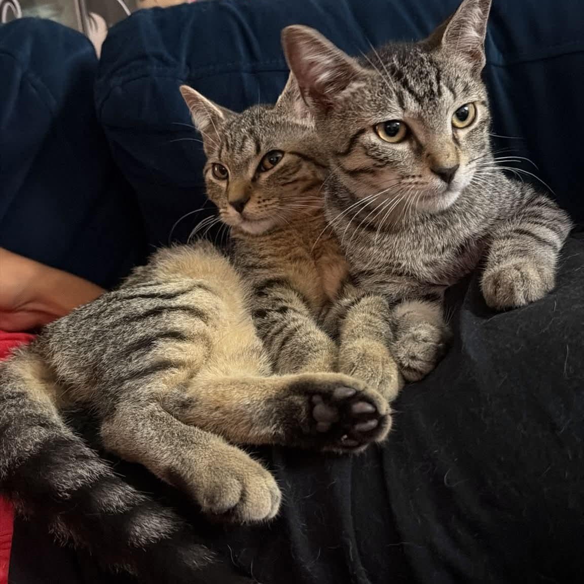 Enlarge Teddy & Luka, a Adoptable Tabby in Annapolis, MD image 4/6