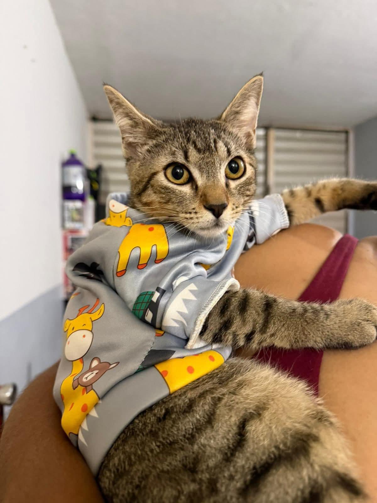 Enlarge Teddy & Luka, a Adoptable Tabby in Annapolis, MD image 3/6
