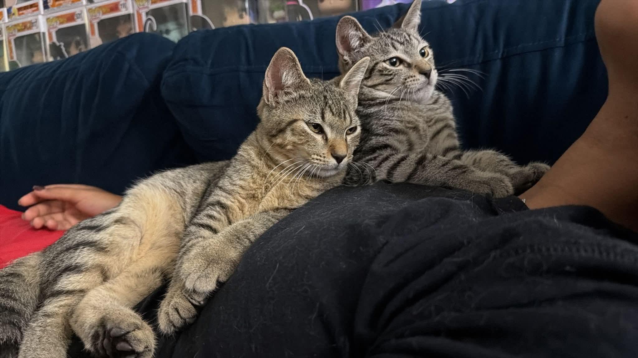 Enlarge Teddy & Luka, a Adoptable Tabby in Annapolis, MD image 5/6