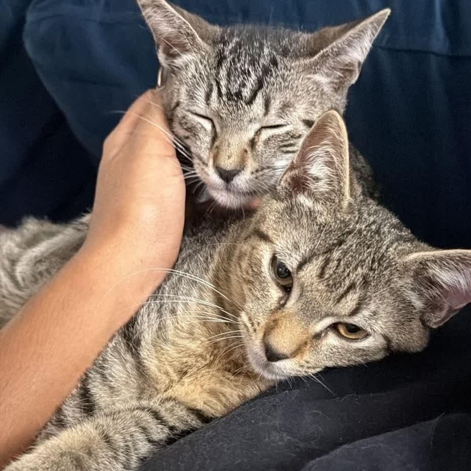 Enlarge Teddy & Luka, a Adoptable Tabby in Annapolis, MD image 2/6