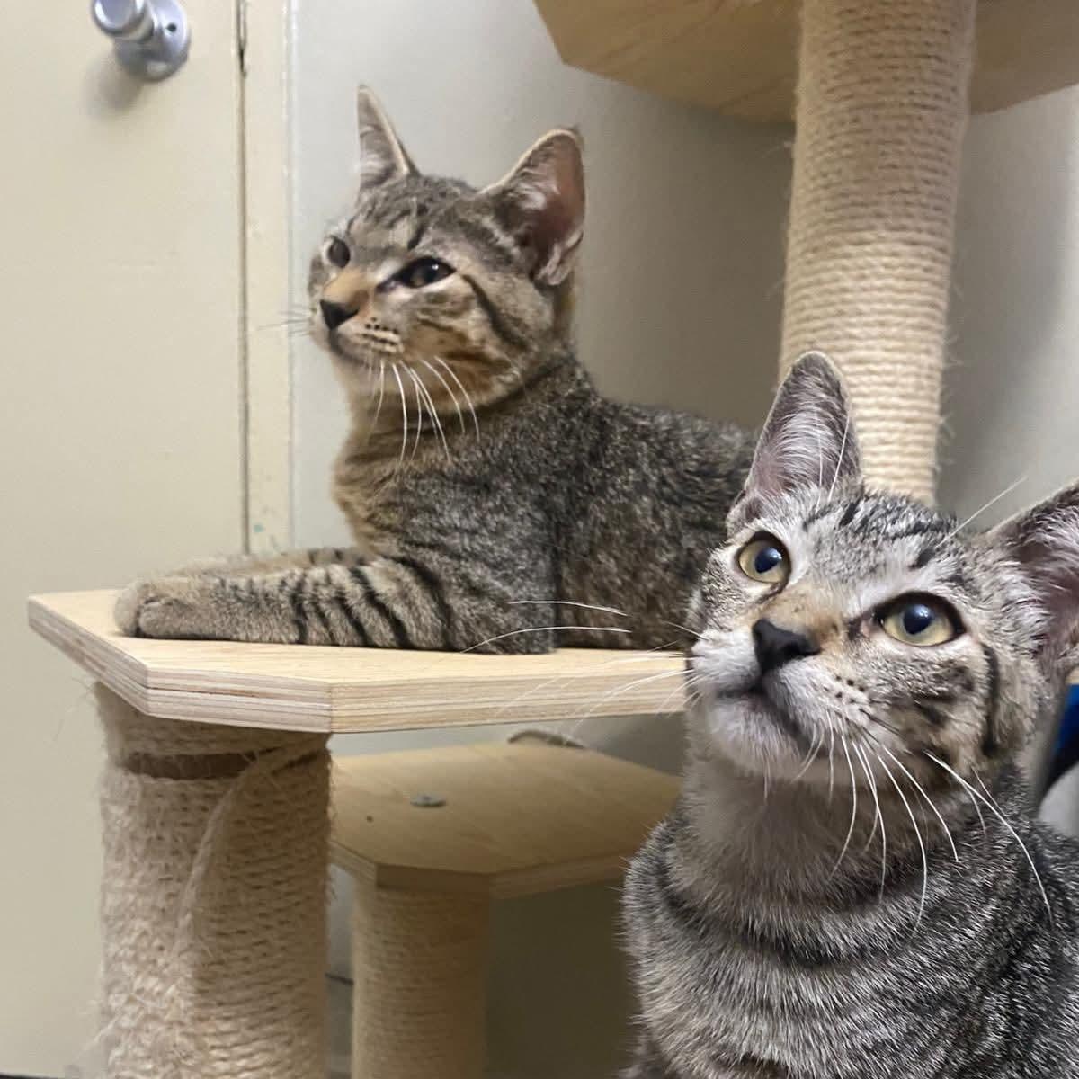 Teddy & Luka, Adoptable, Kitten Male Tabby.
