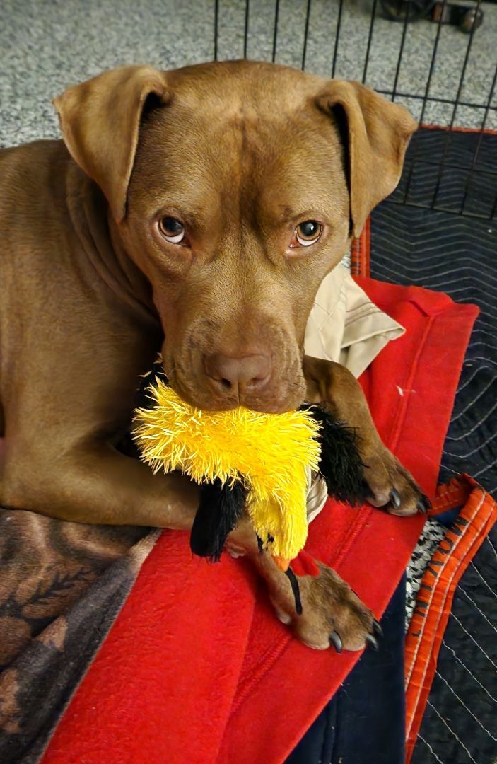 Red, a Adopted Pit Bull Terrier in Denver, NC image 1/12