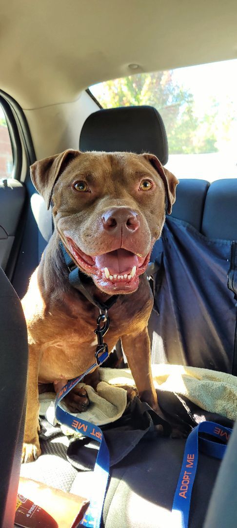 Red, a Adopted Pit Bull Terrier in Denver, NC image 3/12