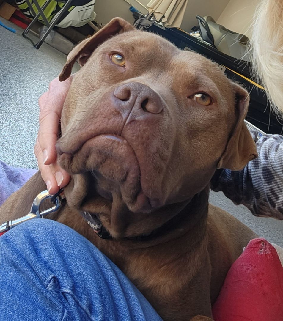 Red, a Adopted Pit Bull Terrier in Denver, NC image 5/12