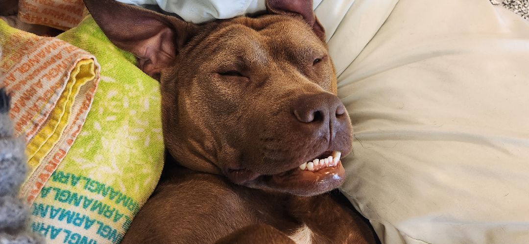 Red, a Adopted Pit Bull Terrier in Denver, NC image 6/12