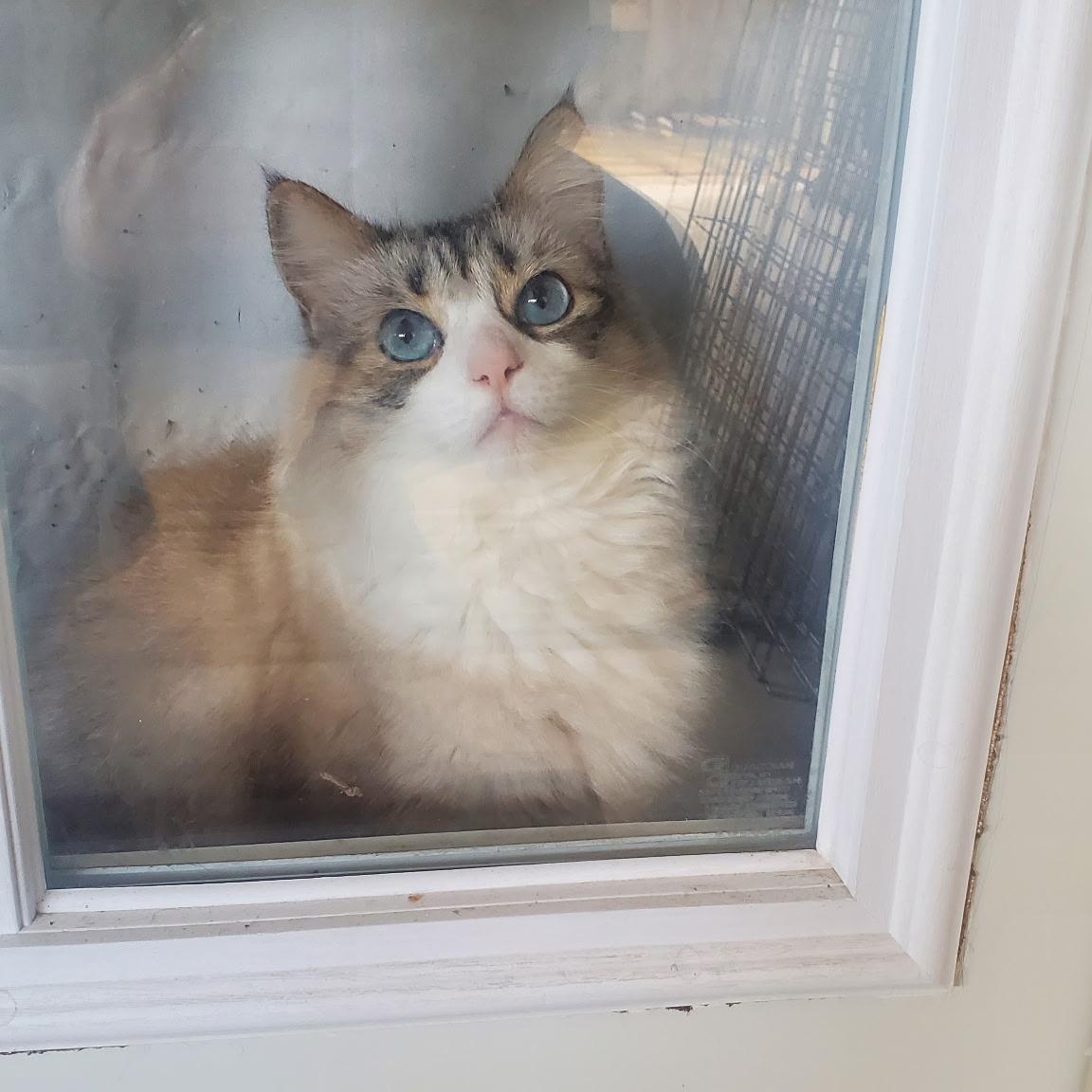 Enlarge Syd, a Adoptable Maine Coon in Sacramento, CA image 1/6