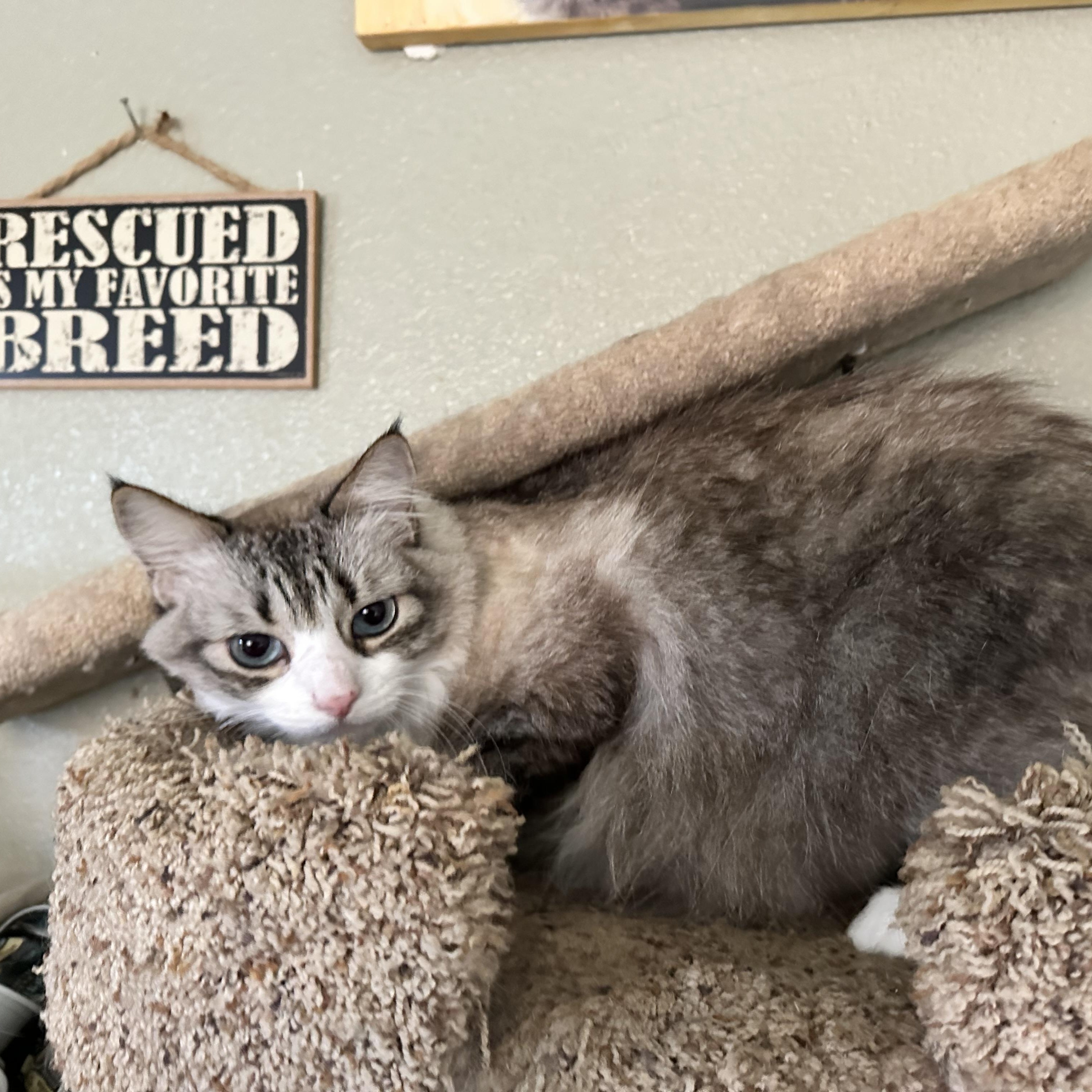 Enlarge Syd, a Adoptable Maine Coon in Sacramento, CA image 5/6