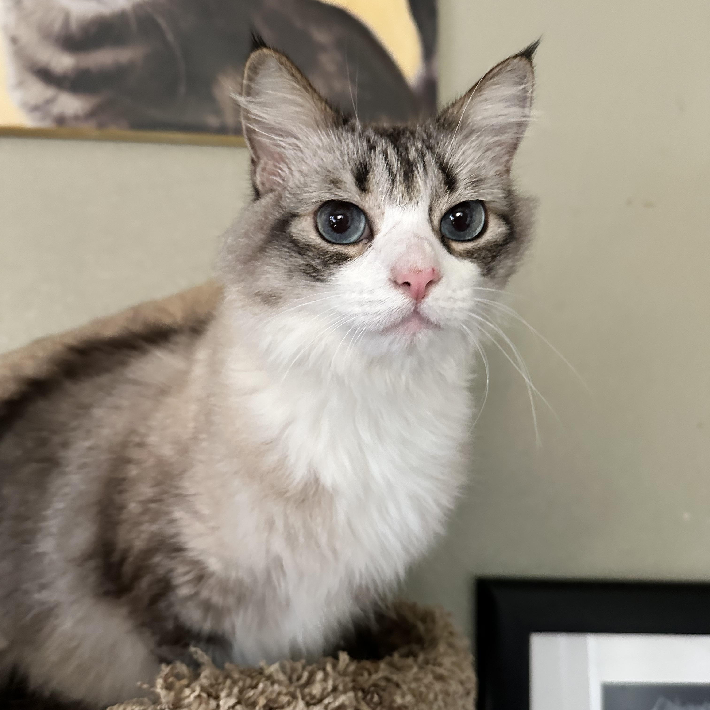 Syd, Adoptable, Adult Male Maine Coon.