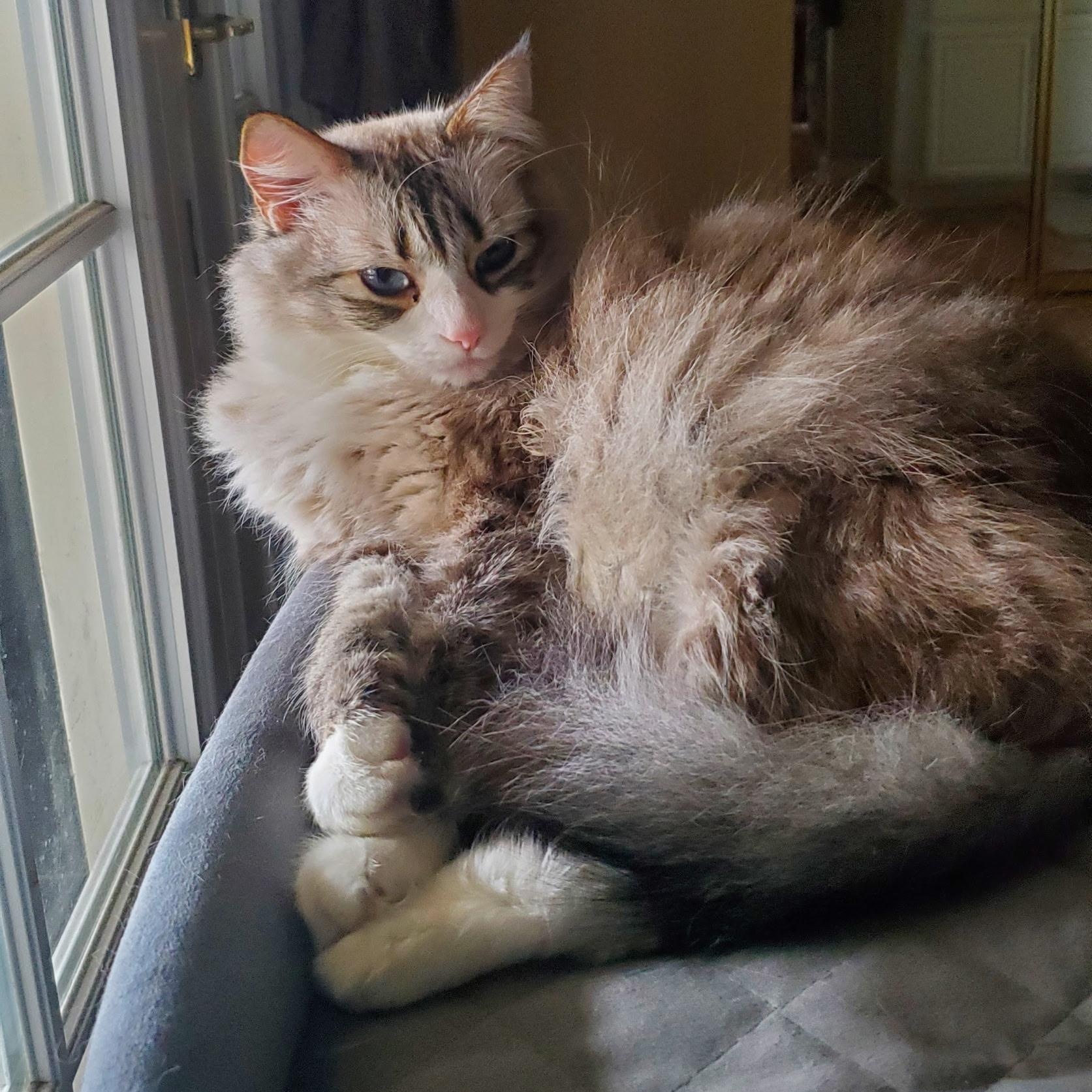 Enlarge Syd, a Adoptable Maine Coon in Sacramento, CA image 2/6