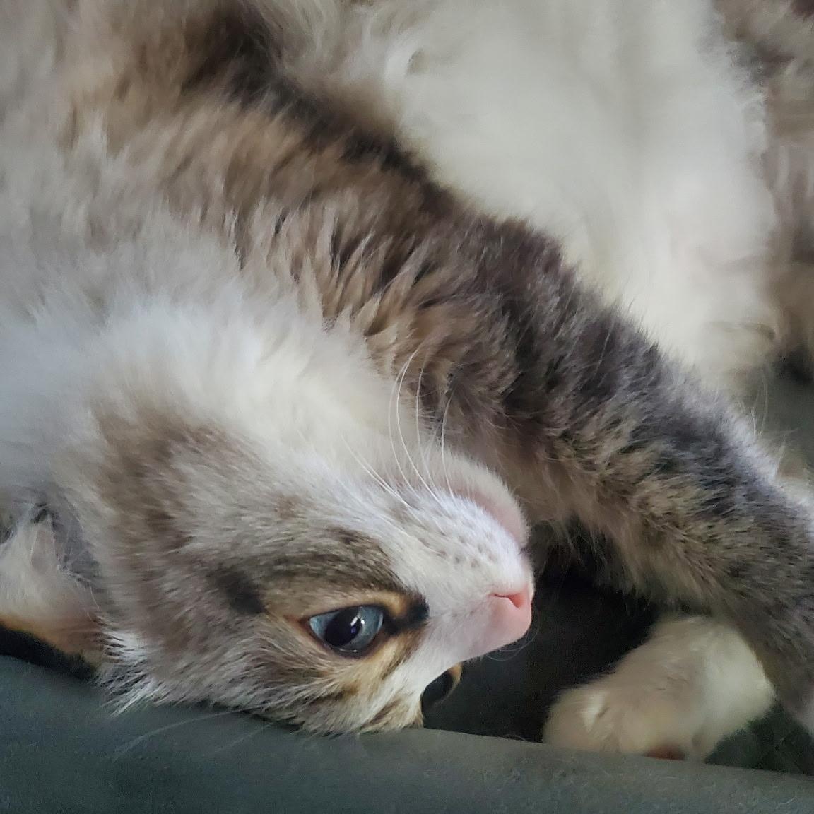 Enlarge Syd, a Adoptable Maine Coon in Sacramento, CA image 5/6