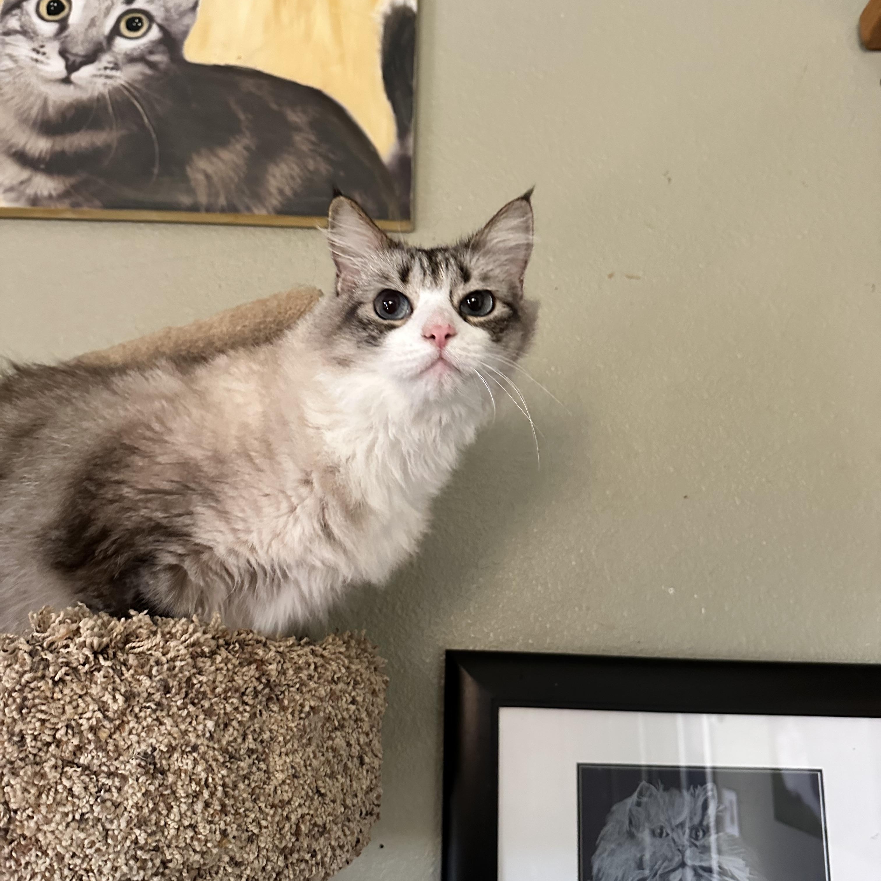 Enlarge Syd, a Adoptable Maine Coon in Sacramento, CA image 4/6