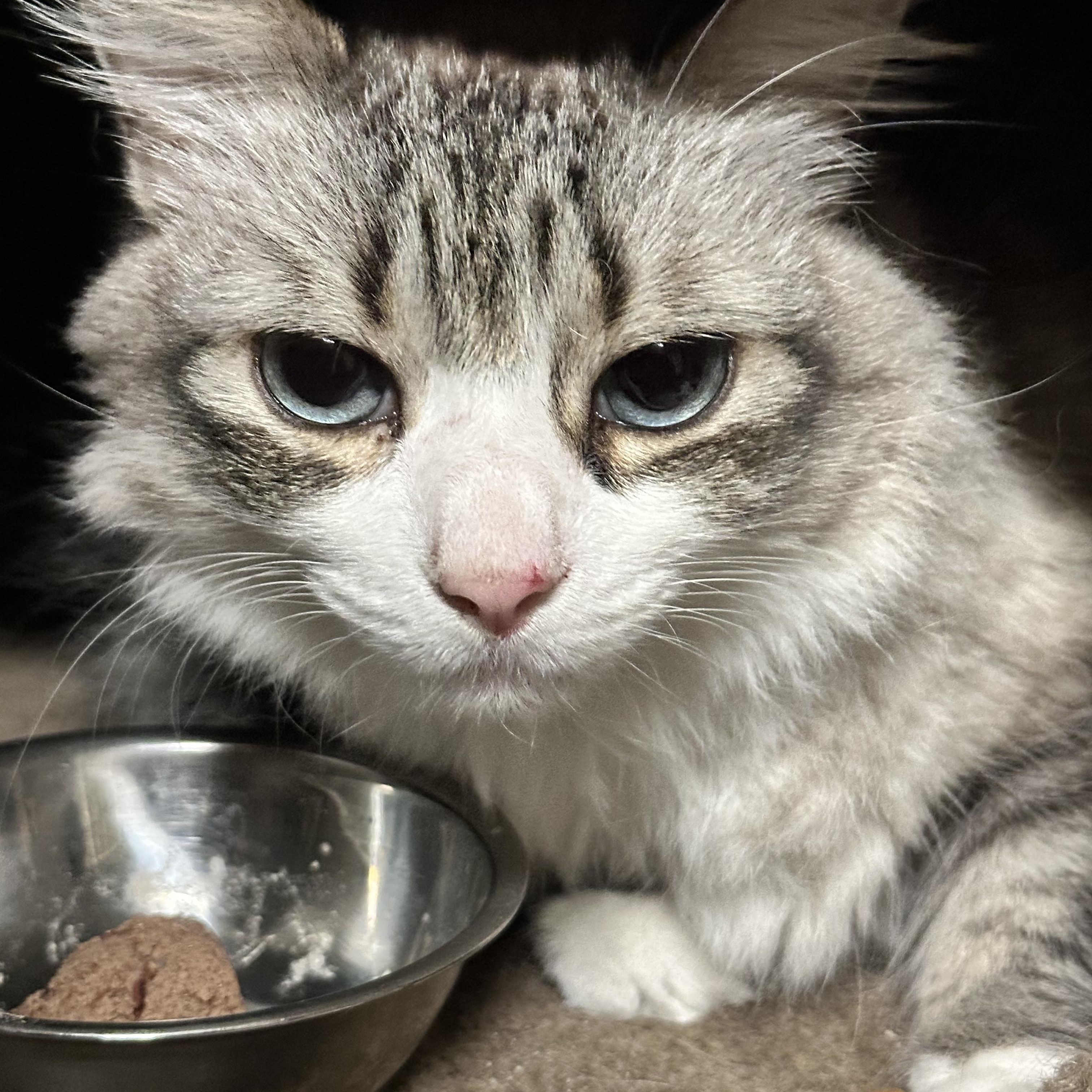 Enlarge Syd, a Adoptable Maine Coon in Sacramento, CA image 6/6