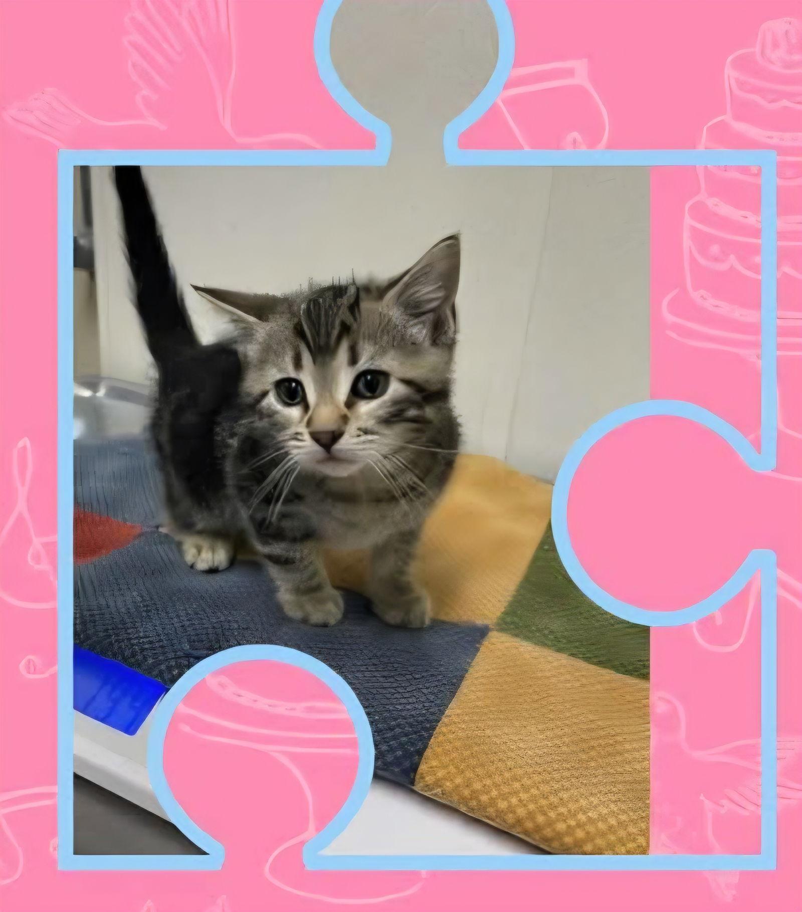 Enlarge T-Roo C4654, a Adopted Domestic Short Hair in minneapolis, MN image 1/1