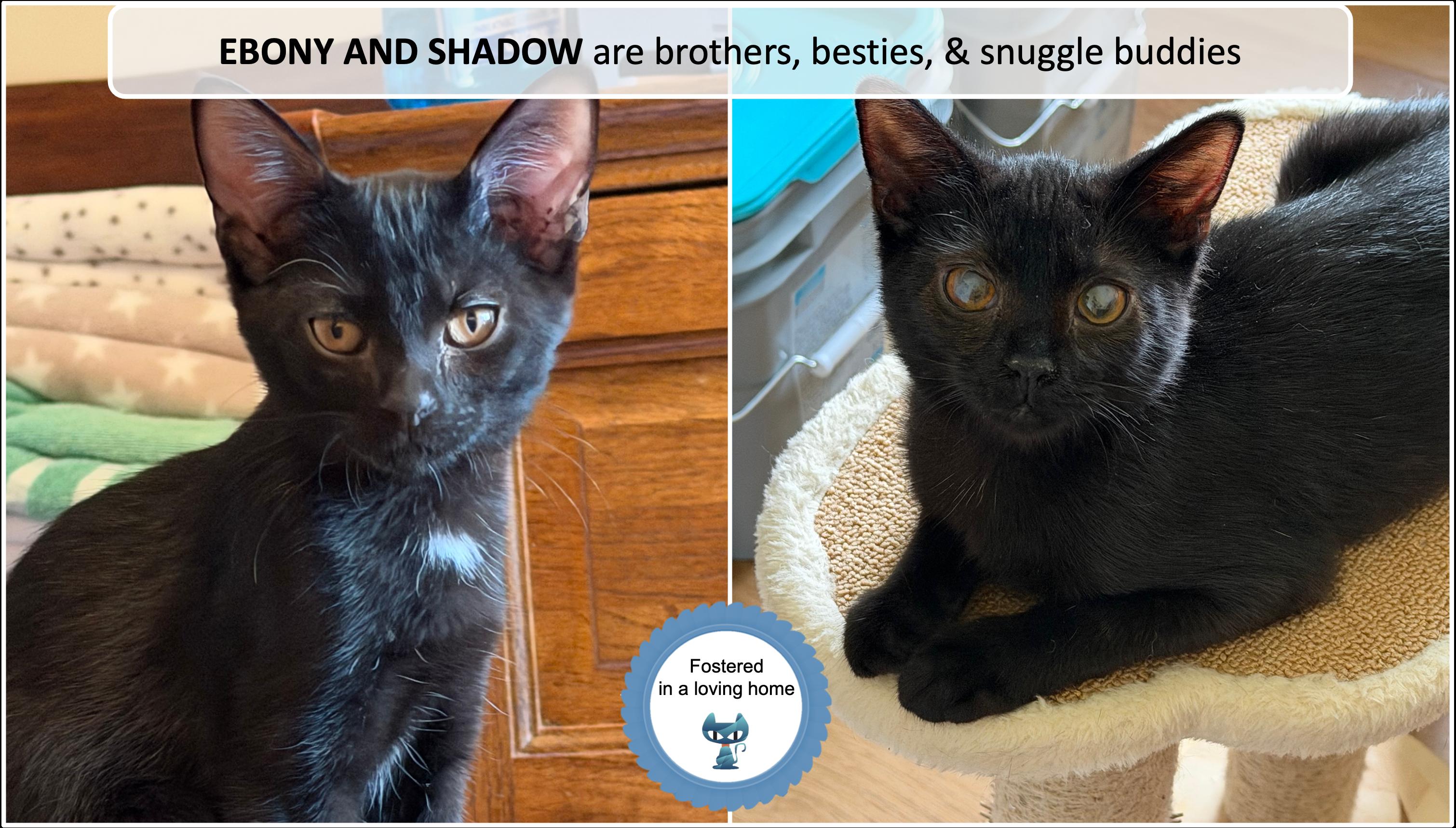 Enlarge Ebony and Shadow, a ADOPTABLE Domestic Short Hair in Cincinnati, OH image 1/2