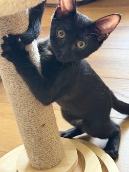 Enlarge Ebony and Shadow, a ADOPTABLE Domestic Short Hair in Cincinnati, OH image 2/2