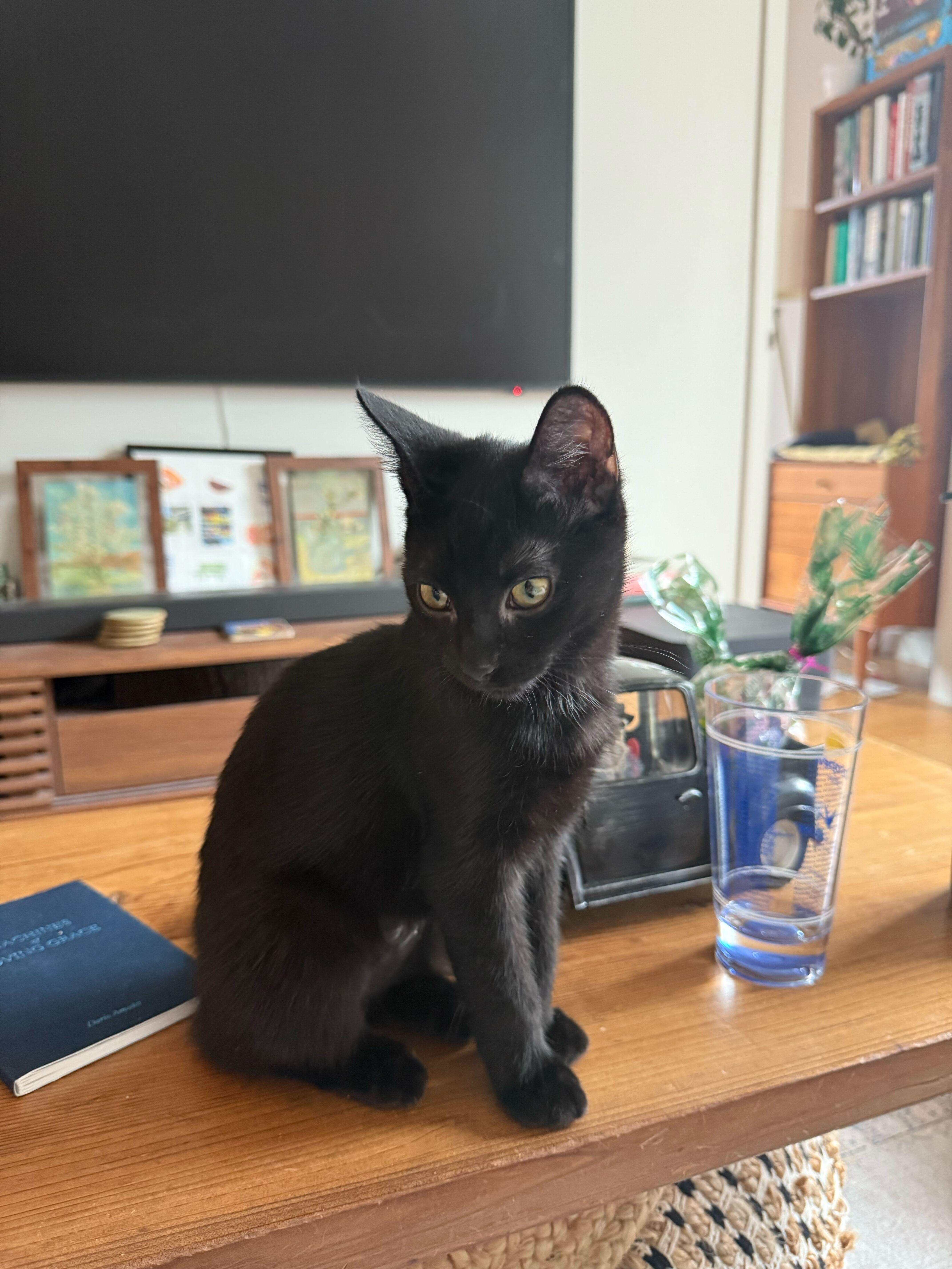 Enlarge Moonlight Ash, a Adoptable Domestic Short Hair in Long Island City, NY image 2/2