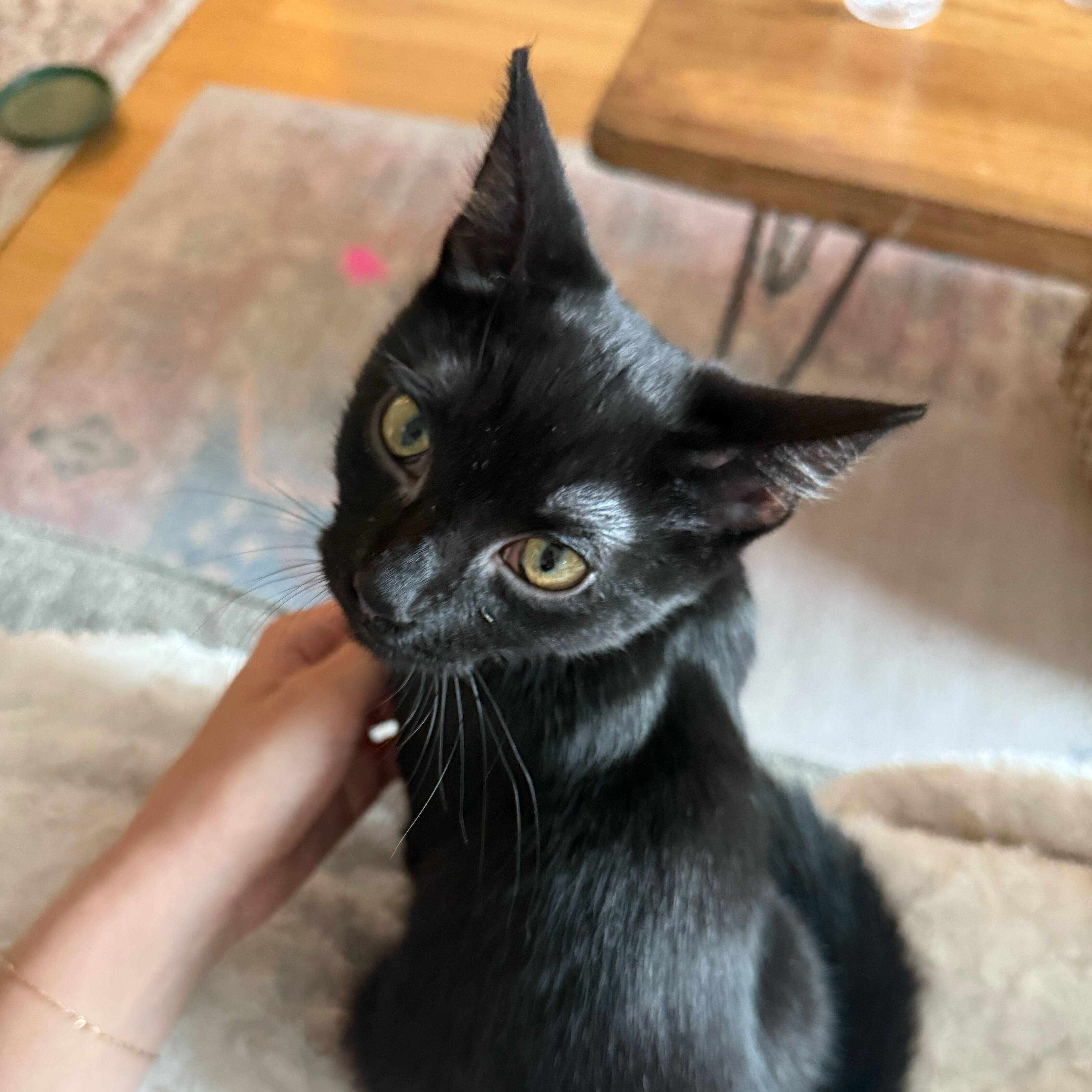 Moonlight Ash, Adoptable, Kitten Female Domestic Short Hair.