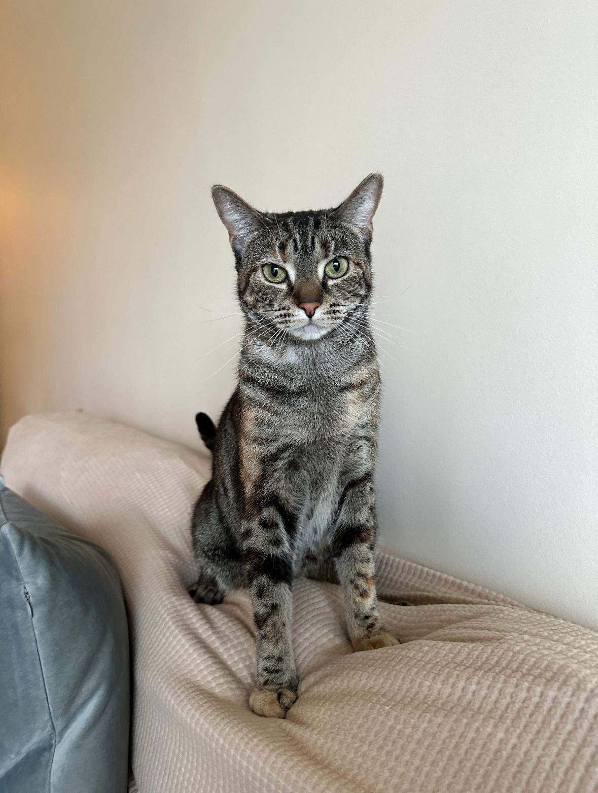 LUNA, Adoptable, Adult Female American Shorthair.
