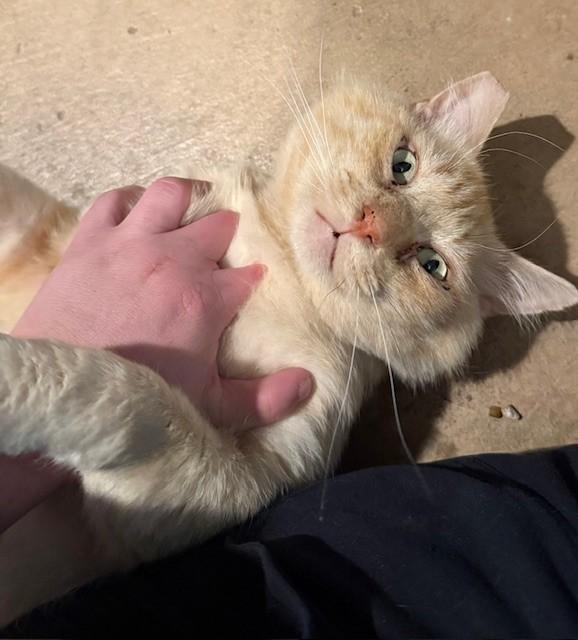 Rhett, ADOPTABLE, Adult Male Domestic Medium Hair & Tabby.