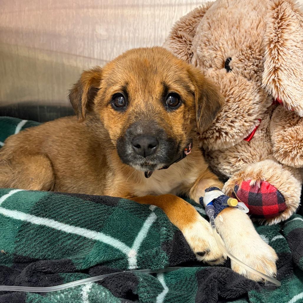 Silver Medal — thumbnail 3