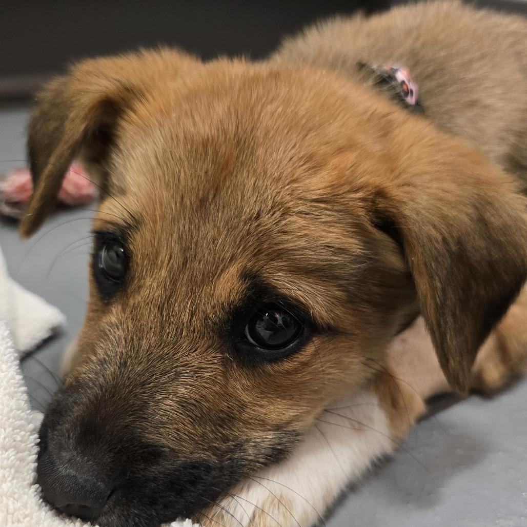 Silver Medal — thumbnail 4