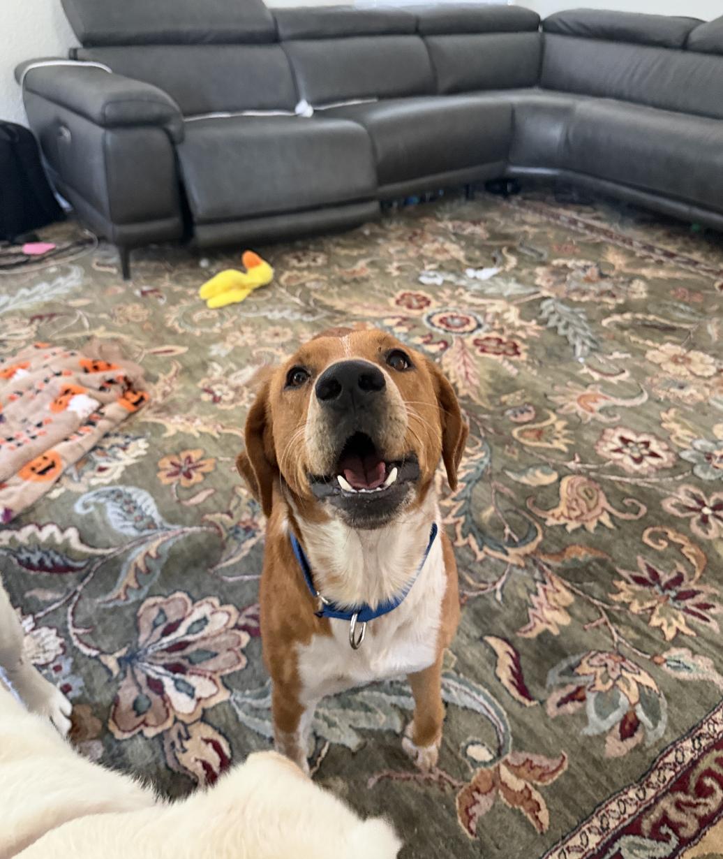 Enlarge Sawyer , an adopted mixed breed in Carlsbad, CA image 3/5