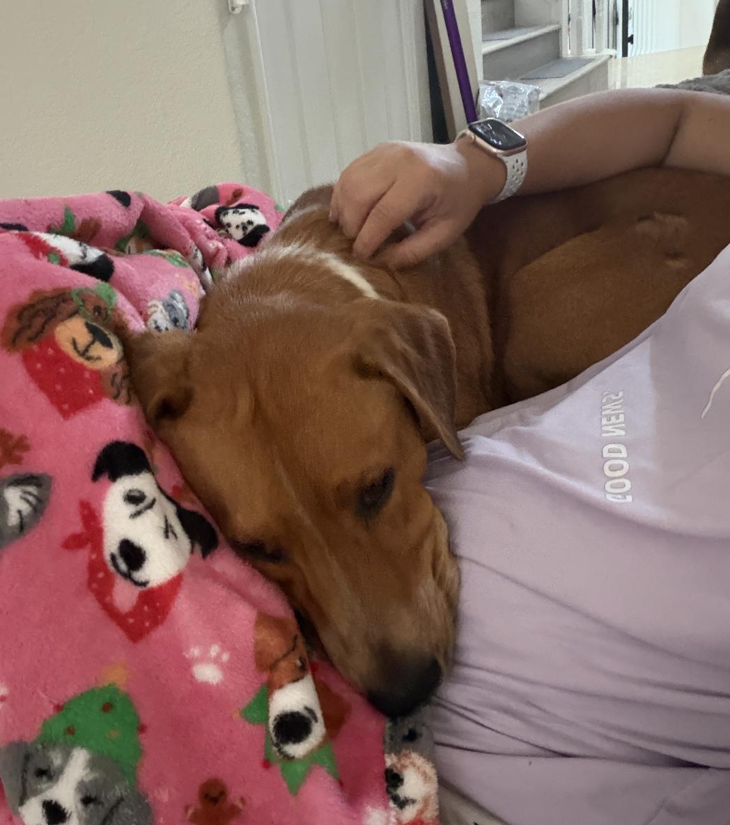 Enlarge Sawyer , an adopted mixed breed in Carlsbad, CA image 5/5