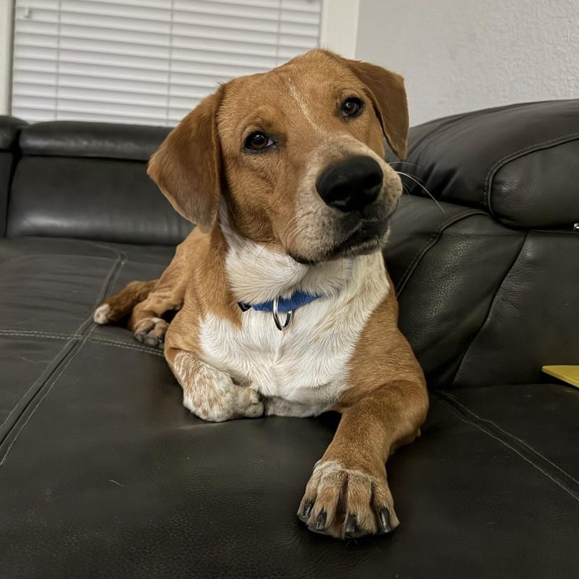 Enlarge Sawyer , an adopted mixed breed in Carlsbad, CA image 1/5