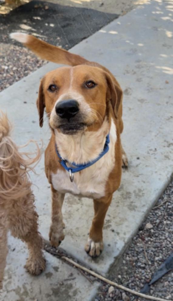 Enlarge Sawyer , an adopted mixed breed in Carlsbad, CA image 4/5