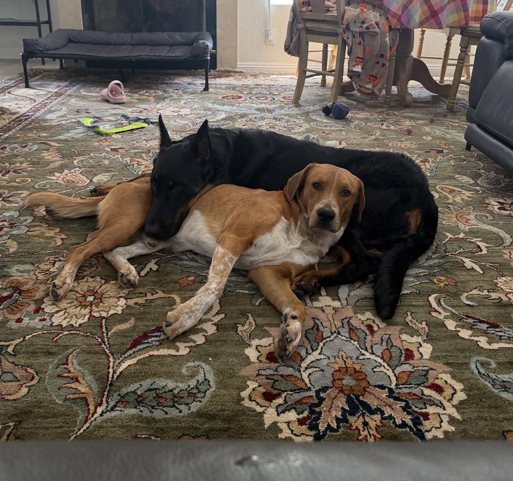 Enlarge Sawyer , an adopted mixed breed in Carlsbad, CA image 2/5