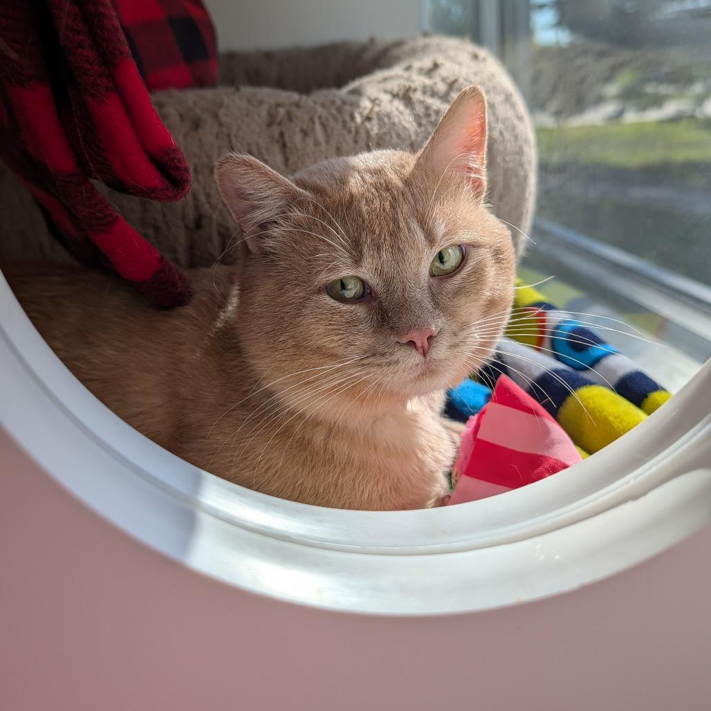 Enlarge Binky, a Adoptable Domestic Short Hair in Saint Cloud, MN image 1/6