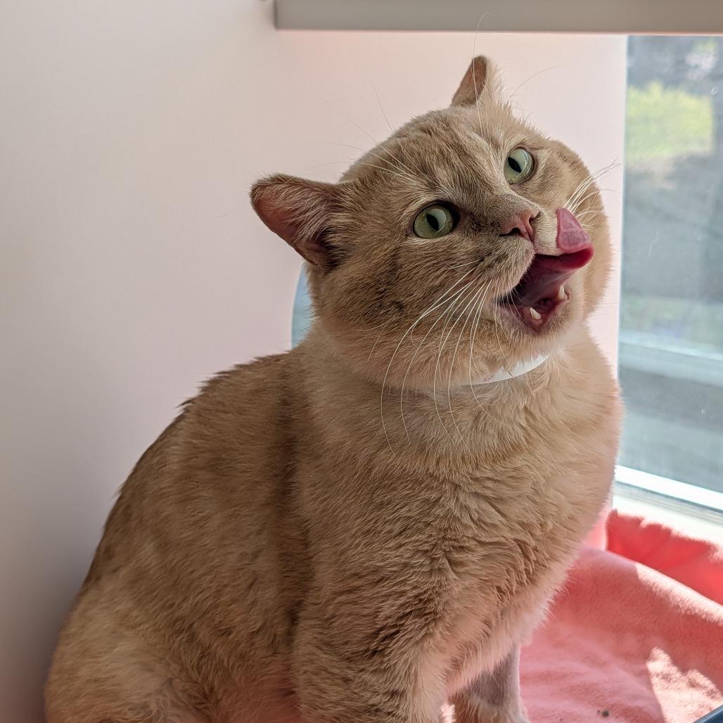 Enlarge Binky, a Adoptable Domestic Short Hair in Saint Cloud, MN image 2/6