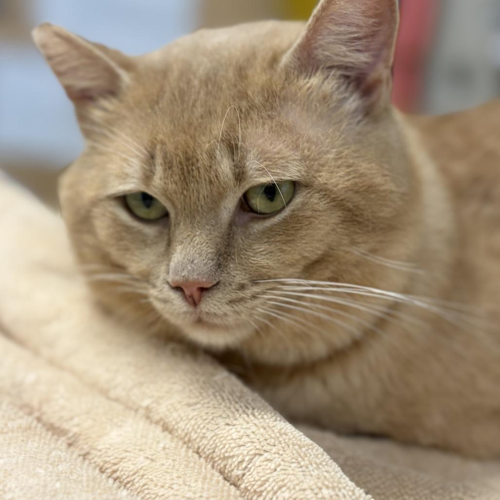 Enlarge Binky, a Adoptable Domestic Short Hair in Saint Cloud, MN image 3/6