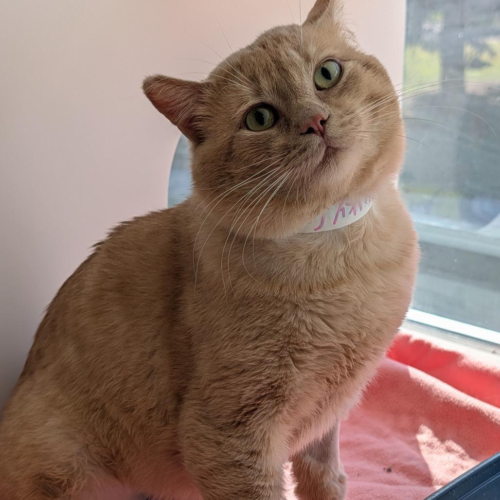 Enlarge Binky, a Adoptable Domestic Short Hair in Saint Cloud, MN image 4/6