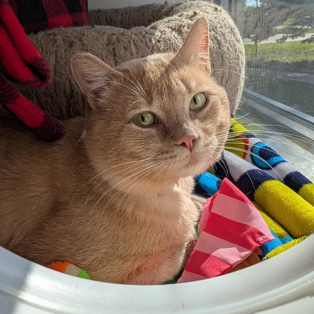 Enlarge Binky, a Adoptable Domestic Short Hair in Saint Cloud, MN image 5/6
