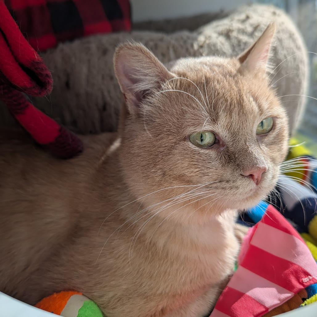 Enlarge Binky, a Adoptable Domestic Short Hair in Saint Cloud, MN image 6/6