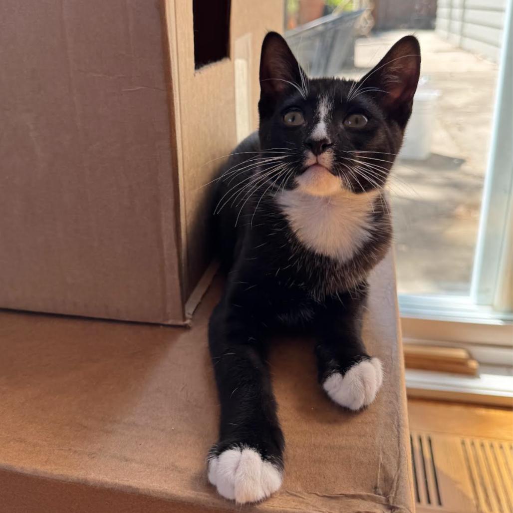 Enlarge Pipp, a Adoptable Domestic Short Hair in Springfield, OR image 1/2