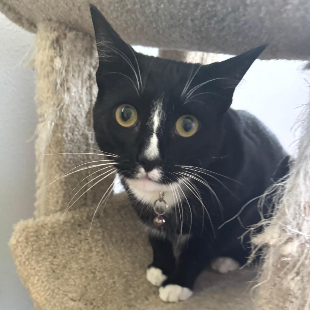 Enlarge Pipp, a Adoptable Domestic Short Hair in Springfield, OR image 2/4
