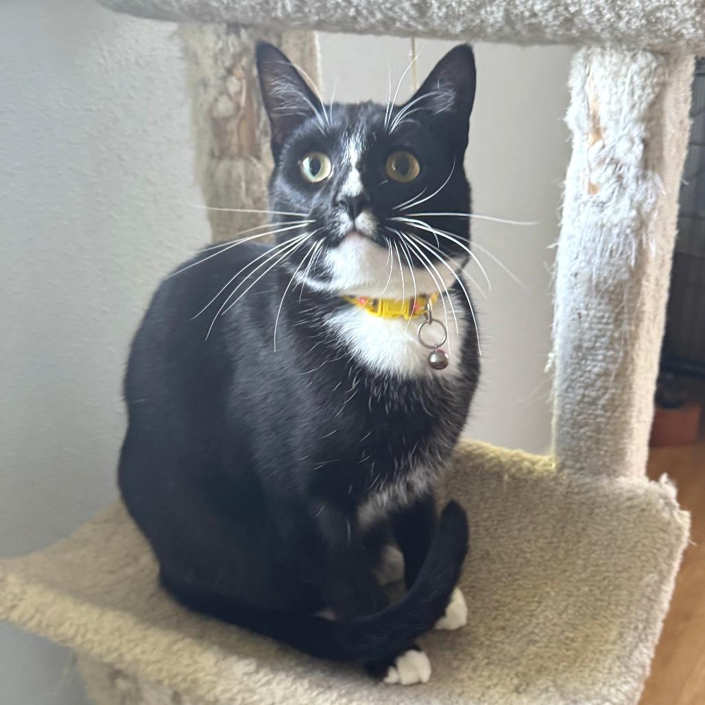Enlarge Pipp, a Adoptable Domestic Short Hair in Springfield, OR image 4/4