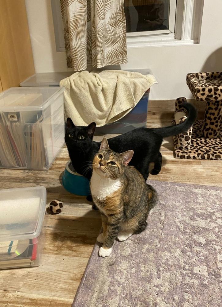 Vanilla, Adoptable, Kitten Female American Shorthair.