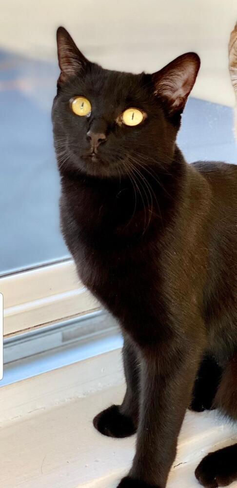 Vanilla, a Adoptable American Shorthair in Nazareth, PA image 2/2